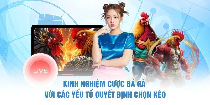Kinh Nghiệm Cược Đá Gà – 4 Bí Quyết Quan Sát Và Chọn Kèo 3 Kinh nghiệm cược đá gà với các yếu tố quyết định chọn kèo